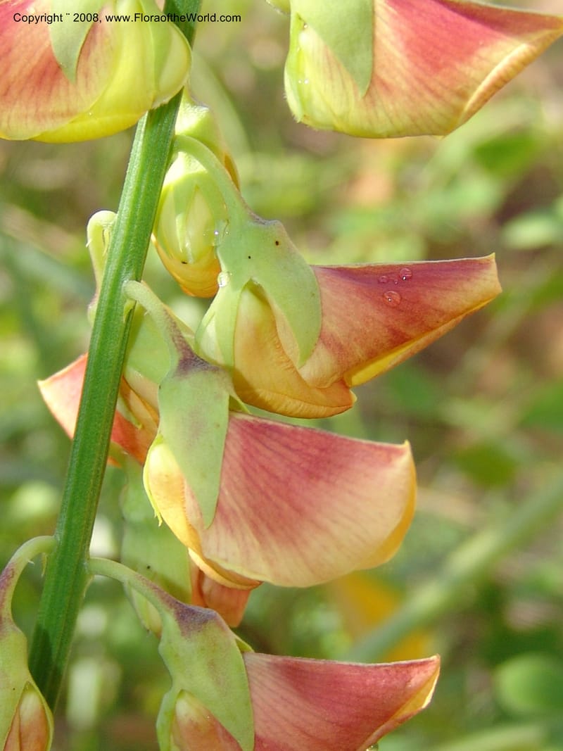 Crotalaria, GWalters1679--Gabon. Prov. Estuaire. Bambuchine, E of Libreville. 17 Apr 06. 006.jpg
