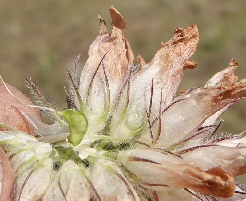 Trifolium macrocephalum, C. Davidson 13789--Oregon. Wallowa Co. Upper Camp Creek Canyon. 5 Jun 2018. DSC05225 (49).JPG