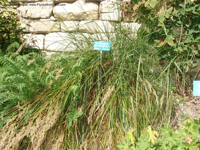 Stipa calamagrostis, S.43.1786--France. Paris. Jardin des Plantes. 4 Sep 07. 312.jpg