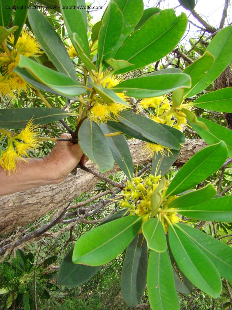 Carpolepis laurifolia, M. Callmander 831--New Caledonia. Mont Dzumac road. 23 Jan 2010.  001 (609).jpg