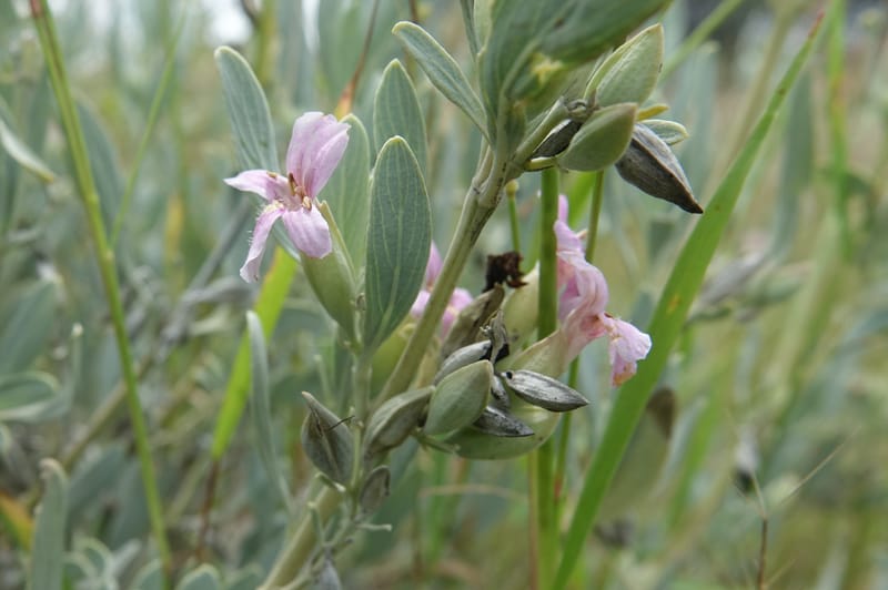 Petalidium ohopohense, L. Nanyeni 1285--Namibia. Hwy 3031. Odom 155. 31 Mar 2018. DSC04738 (22).JPG