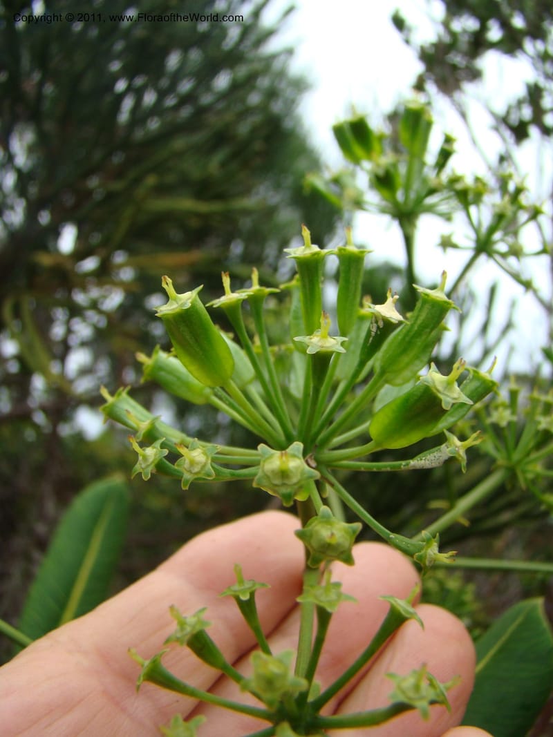 Myodocarpus crassifolius, not coll.--New Caledonia. Pl des Lacs. Ca. Grand Lac. 21 Jan 2010. 293 (248).jpg