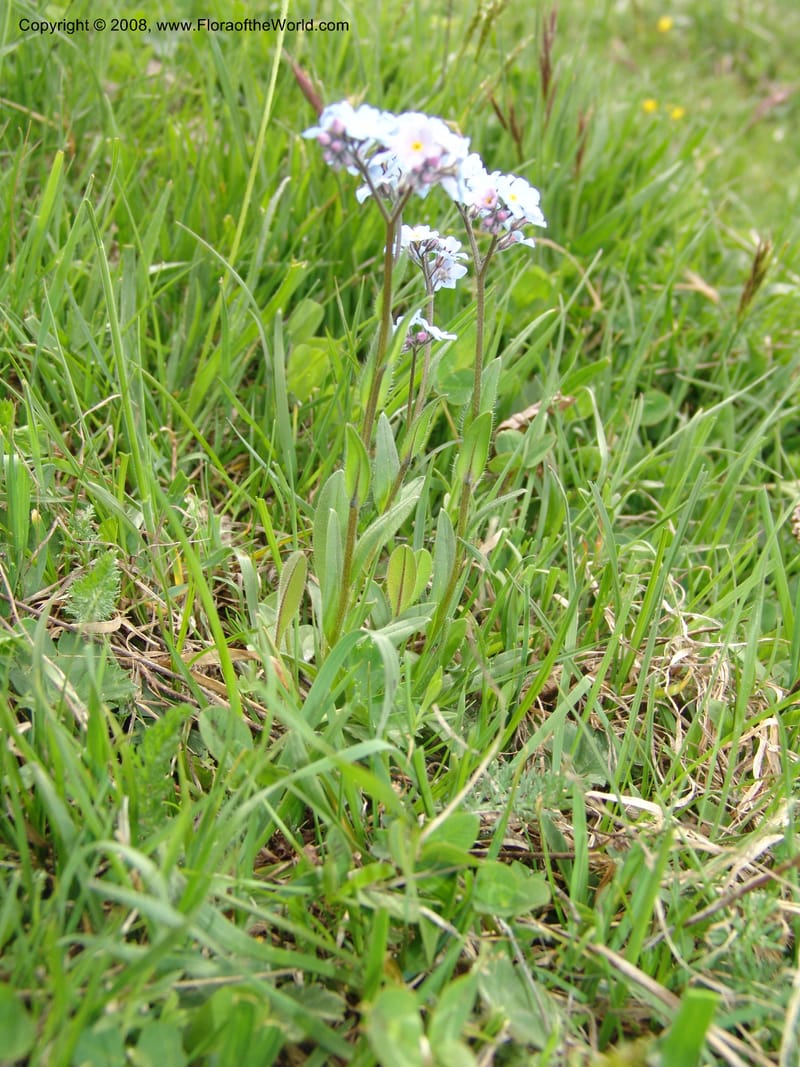 Myosotis alpestris--Georgia. Kazbeki . Trail-road to Sameba Church. 2 Jun 05. 531.jpg