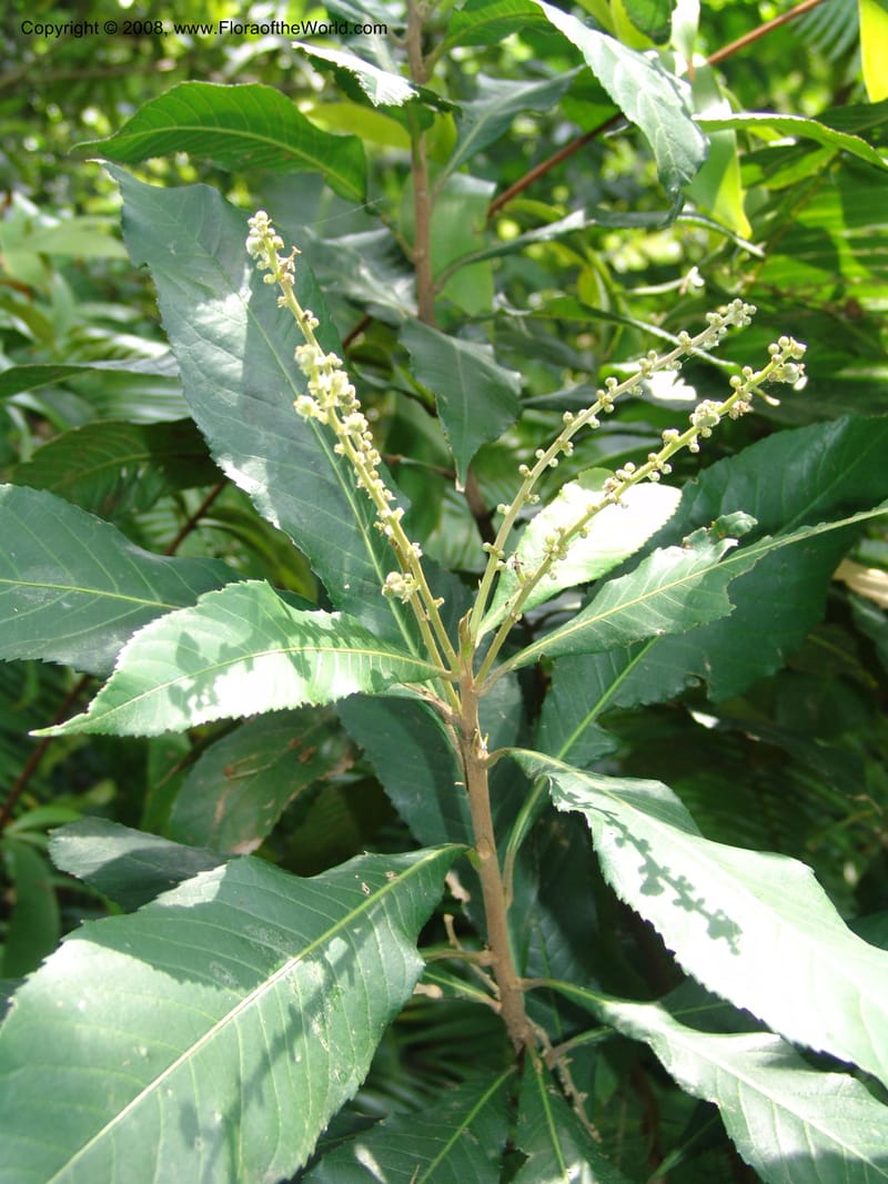 Argomuellera macrophylla--So. Africa. Lowveld Nat. Bot. Gard. 14 Mch 05. 408.jpg
