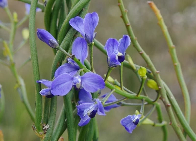 Comesperma volubile, Gray, B 9749--Australia. W. A. S of Sterling Range Rd. on Red Gum Pass Rd. 30 Oct 2016. DSC06952 (33).JPG