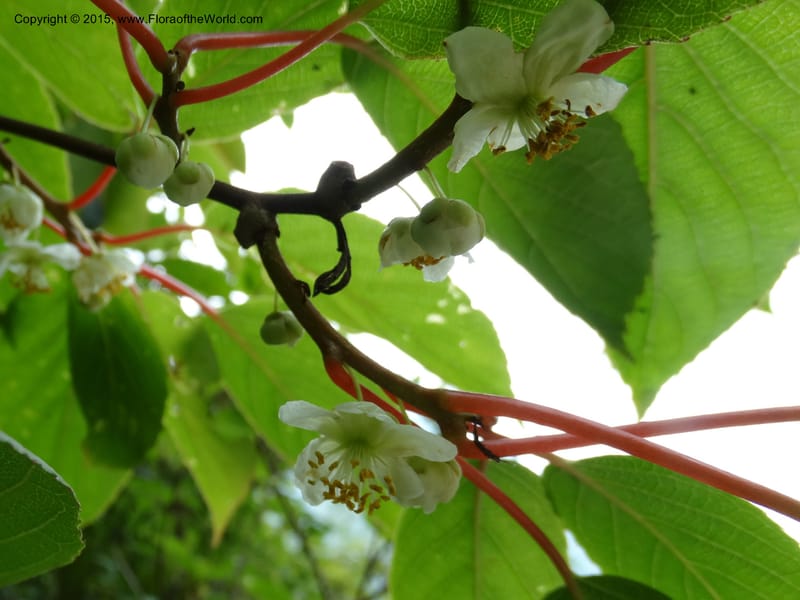 Actinidia, Boufford, D 43714--China. Sichuan. GanYangGou Rd. Km marker 7. 13 May 2014. DSC05676 (81).JPG