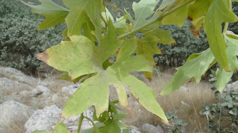 Bryonia, A. G. Miller 118.4--Iraq. Kurdistan. Shakh-i Pira Magun. 9 June 2010. 108 (11).jpg