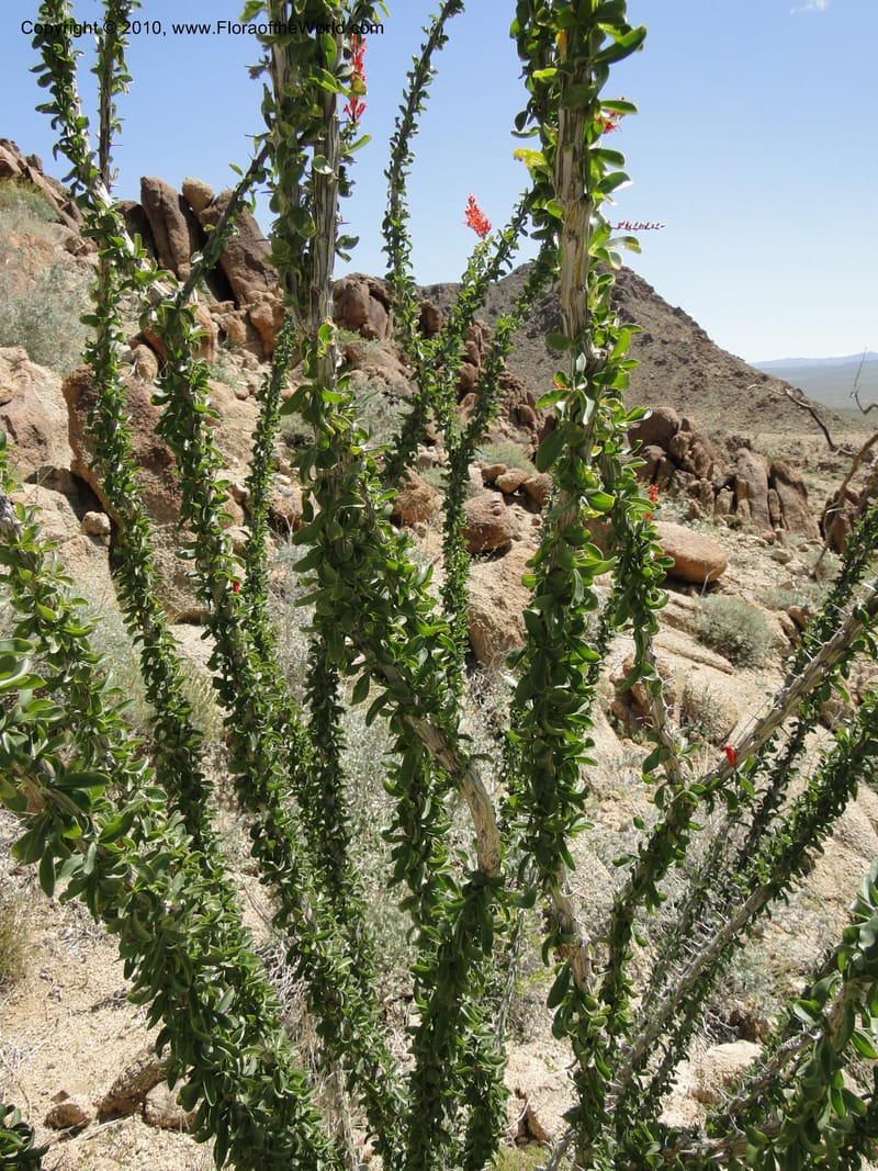 Fouquieria splendens, C. Davidson 11665--California. Riverside Co. 1 April 2010. 297 (17).jpg