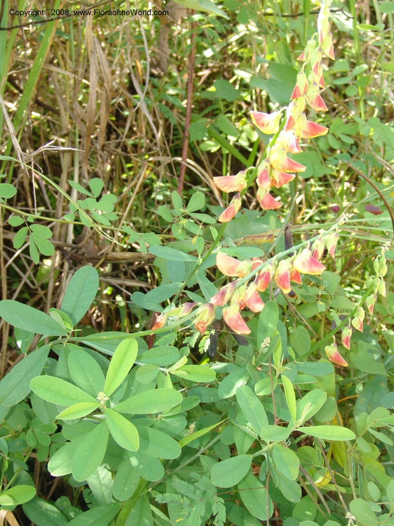Crotalaria, GWalters1679--Gabon. Prov. Estuaire. Bambuchine, E of Libreville. 17 Apr 06. 003.jpg