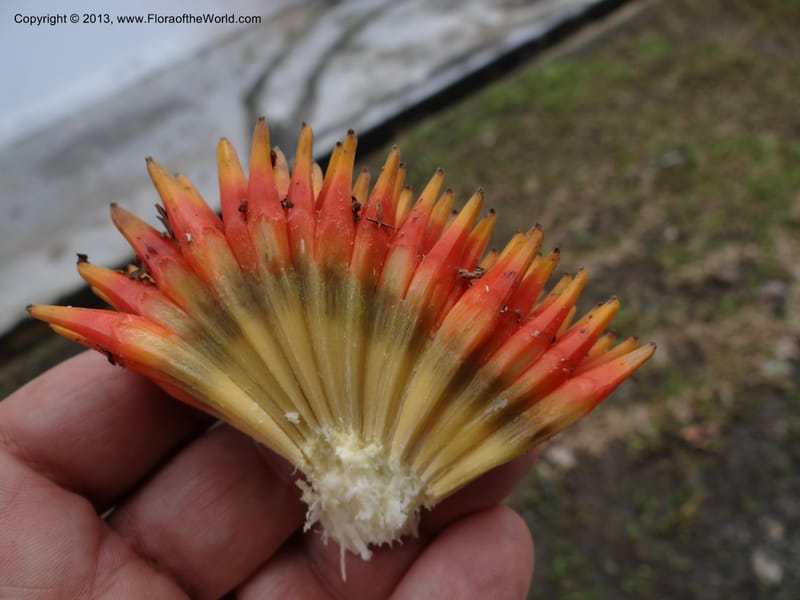 Pandanus fusinus, Callmander 1006--Malaysia, Sarawak. Gunong Tai Ton. 27 Mar 2012. DSC05734 (79).JPG