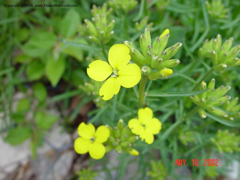 Erysimum cf.--Italy. Abruzzo.  Eremi di San Bartolome, Roccamarice. 10 May 02.  024.jpg
