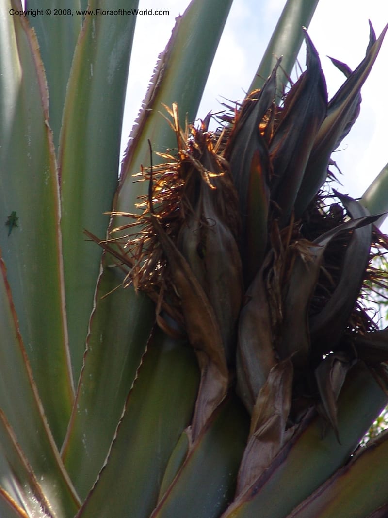 Ravenala madagascariensis, not coll.--Madag. Antsir. Nosy Be. Lokobe Forest. 14 Nov 06. 225.jpg