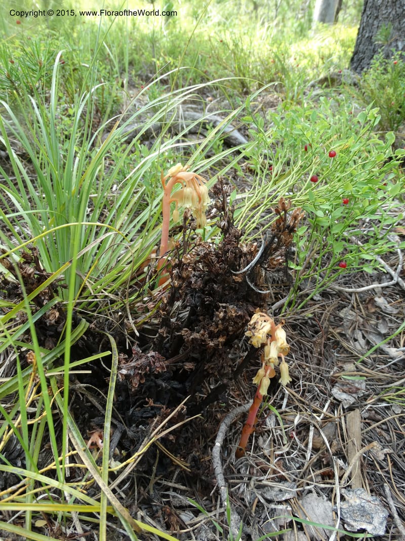 Monotropa hypopitys, Davidson, C 12626--ID. Idaho Co. S of Steamboat Summit. 5 Aug 2014. DSC00156 (207).JPG