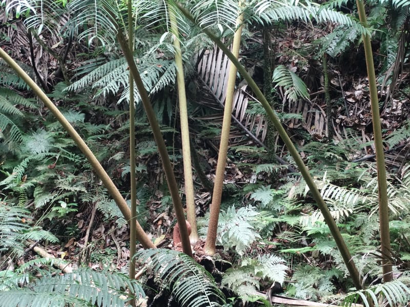 Angiopteris, Munzinger, J 7403--New Caledonia. Haute Robinson. 11 Nov. 2015. DSC00909 (301).JPG