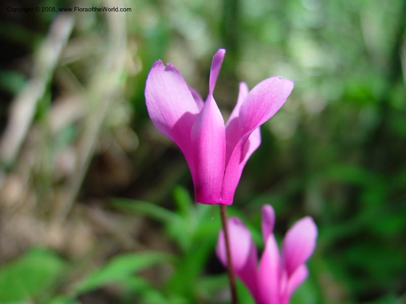 Cyclamen repandum--Italy. Abruzzo. Ris. Torino di Sangro. 5 May 03. 032.jpg