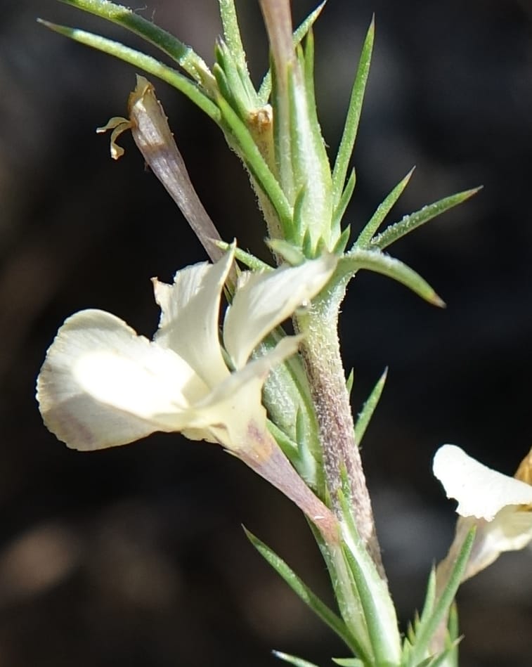 Leptodactylon pungens, C. Davidson 13670--ID. Hwy 20 W of Arco. Open basalt flow. 18 Jun 2017. DSC02519 (117).JPG