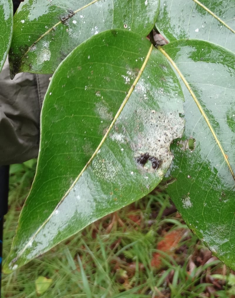 Lepidocupaniopsis concolor, Munzinger, J 7390--Fiji. Across the road from Waisali RF. 8 Nov 2015. DSC00330 (272).JPG