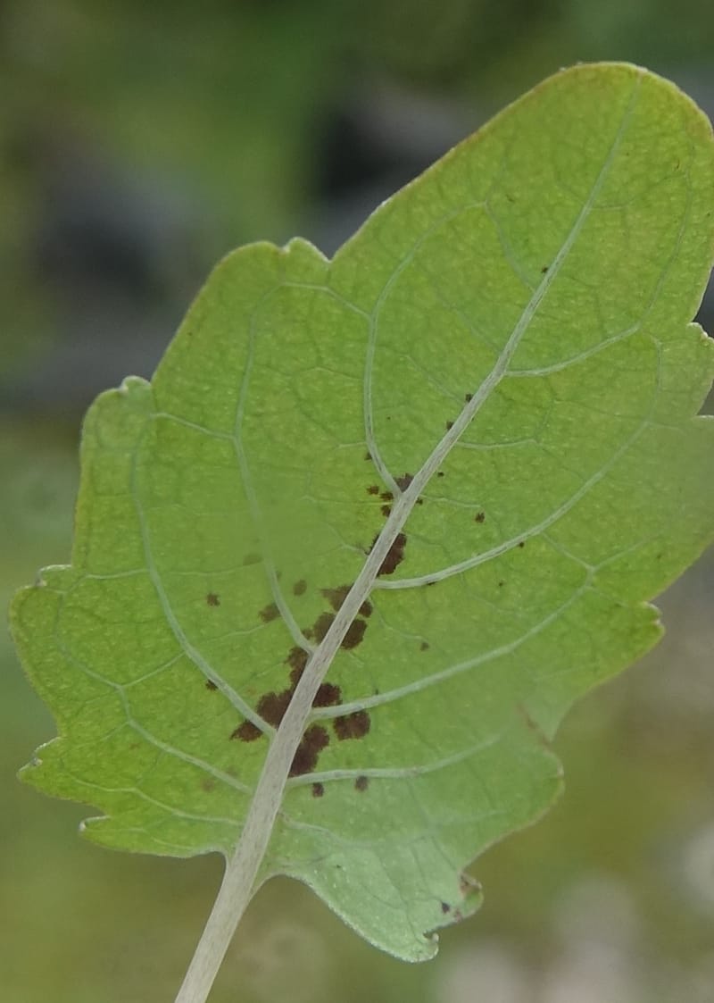Impatiens apsotis, C. Davidson 13746--China. Yunnan. Tianbao Shan. 10 Aug 2017.  (197).JPG