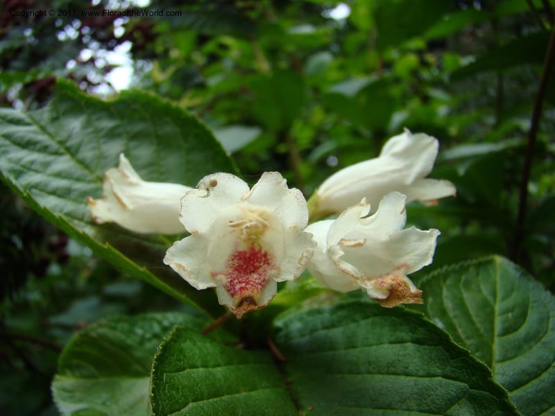 Weigela middendorffiana, 14066-0223-1993--Canada. BC. Univ. BC Bot. Garden. 27 Jul 08. 331.jpg