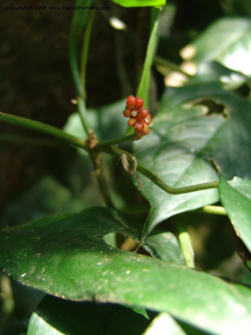 Culcasia falcifolia--Kenya. Kakamega Forest. 8 Jul 04. 104.jpg
