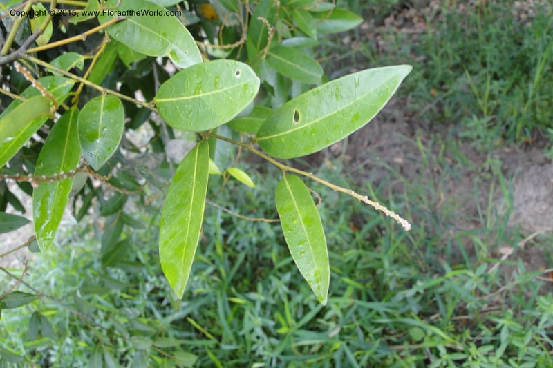 Xanthophyllum, Regalado 1969--Viet Nam. Forest Block 19. 15 May 2011. 220 (16).jpg