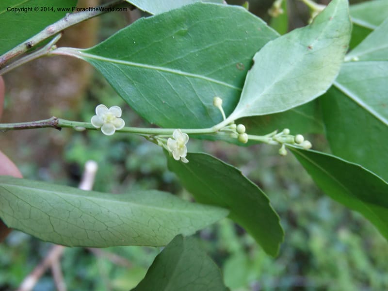 Maytenus acuminata, Davidson, C 12280--South Africa. Western Cape. Karatara River. 21 Jan 2014. DSC00950 (33).JPG