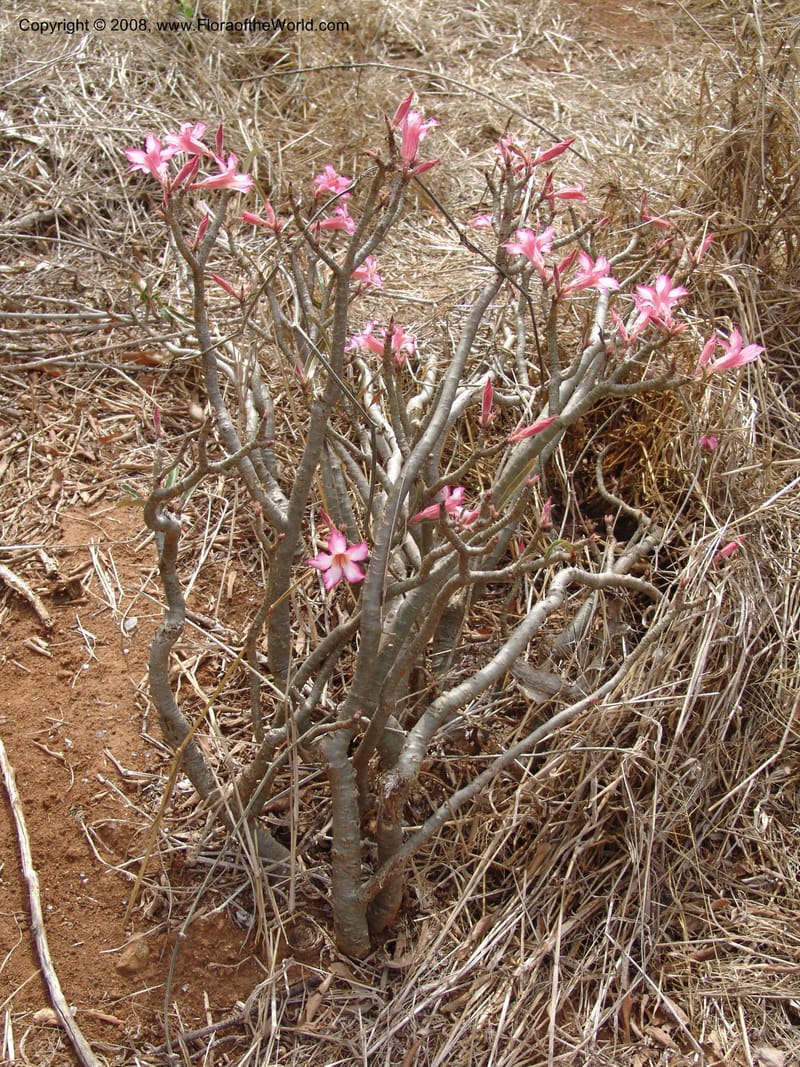Adenium obesum--Tanzania. Hwy B1, 25 km SE of Kifaru. 28 Jun 04. 290.jpg
