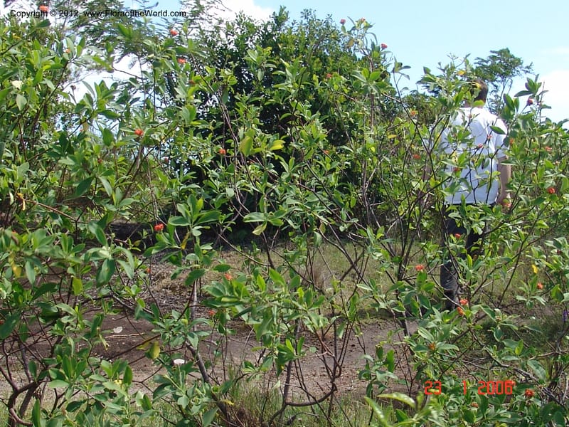 Gnidia daphnifolia, Rogers, Z 954-Madagascar, 23 Jan 2006 006 (2).jpg