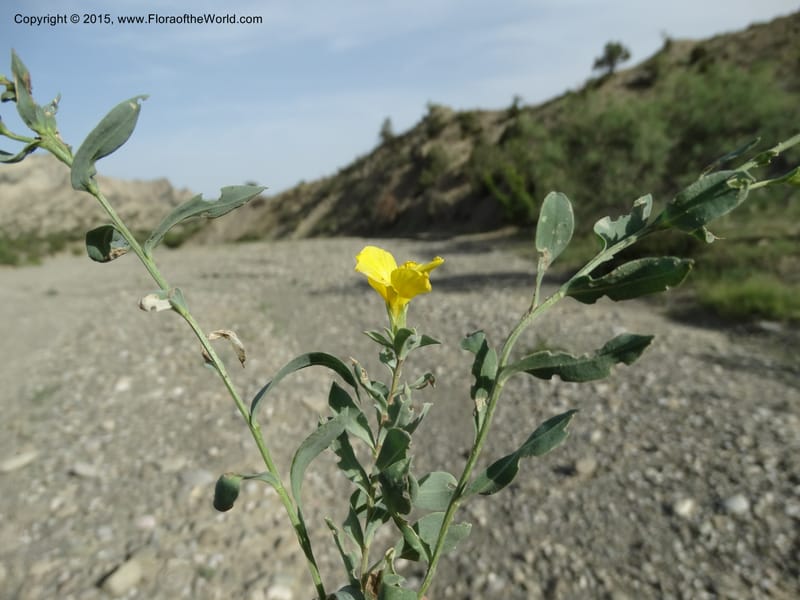 Linum orientale, Davidson, C 12450--Georgia (Caucasus). Kakheti Region. (Kiziki). Toward Vashlovani. 6 Jun 2014. DSC07328 (442).JPG