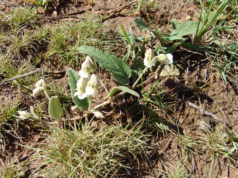 Hermannia geniculata--So.Africa. E. Cape. Moonstone Farm, Quanti Area, Stut. 8 Mch 05. 065.jpg