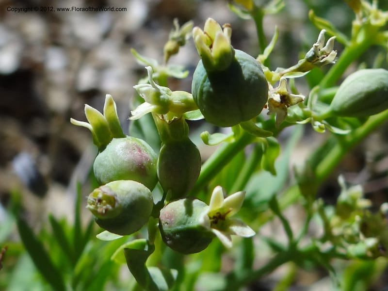 Comandra umbellata, Davidson, C 11942--AZ. Yavapai Co. Crown King Rd. 7 May 2012. DSC0894 1 (101).JPG