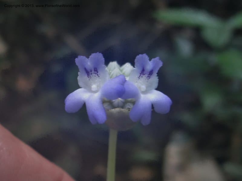Epithema, VC 5609--Thailand. Surat Thani Prov. Khlong Phanom Nat. Park. 15 Nov 2012. (37).JPG