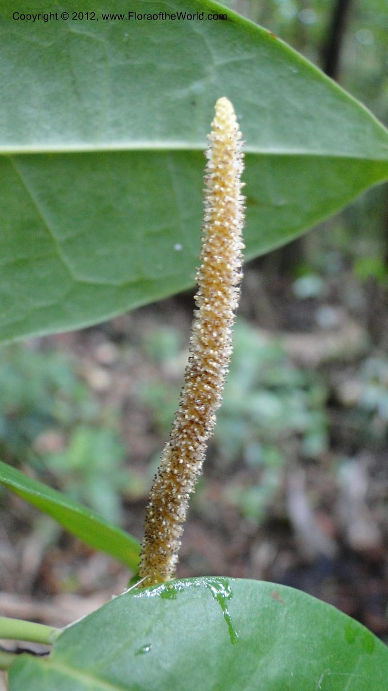Piper pyrifolium, A. Ramahefaharivelo 163--Madagascar. Ambolotara. Ambodini, Vatovavy. 3 May 2010 112 (1).jpg