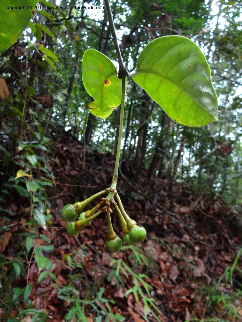 Fagraea, S.98879--Malaysia, Sarawak. Kubah Nat. Park. 28 Mar 2012. DSC05973 (219).JPG