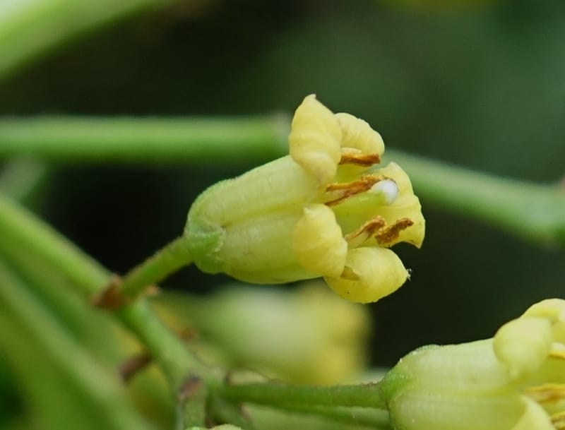 Pittosporum daphniphylloides, Tseng Yu-Hsin 1318--Taiwan. SW of Nanshan on highway 7. 20 May 2016. DSC03339 (106).JPG