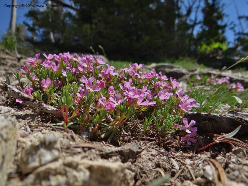 Douglasia, Davidson, C 12194--ID. Boise Co. Scott Mtn. Lookout Road. 18 Jun 2013. DSC06609 (88).JPG