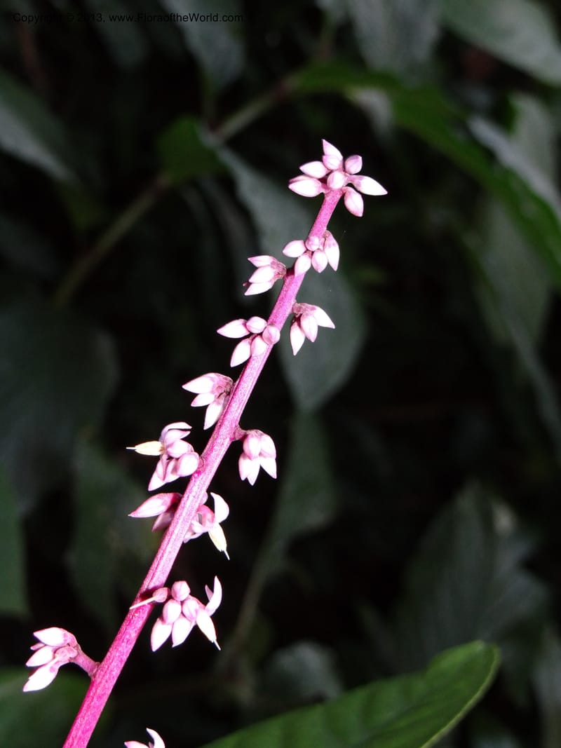 Ardisia, VC 5619--Thailand. Surat Thani Prov. Khlong Phanom Nat. Park. 15 Nov 2012. DSC09389 (263).JPG