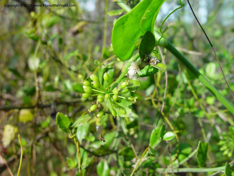 Smilax auriculata--FL. Collier Co. Corkscrew Swamp Sanctuary. 12 Jan 03. 111.jpg