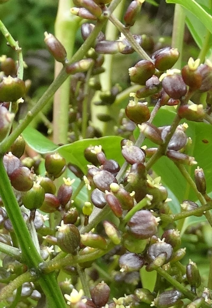Plerandra grandiflora, Plunkett, G 3178-- Fiji. Delaikoro Mtn. 3 Nov 2015. DSC08393 (37).JPG