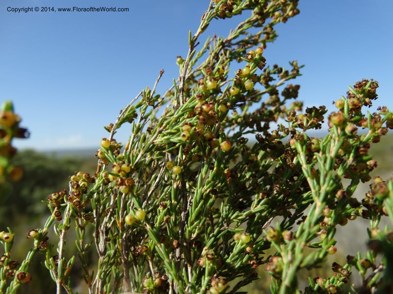 Erica, Davidson, C 12302B--South Africa. Western Cape. De Hoop Nature Res. 22 Jan 2014. DSC01681 (117).JPG