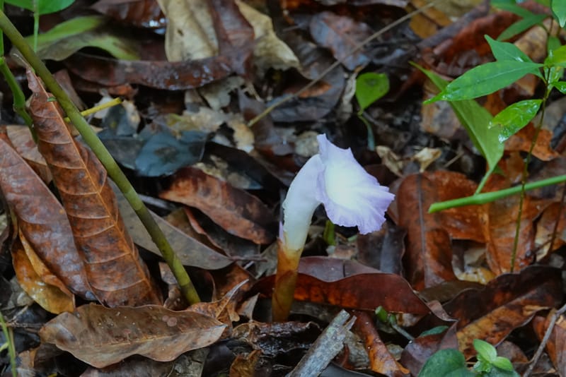 Aframomum, C. Davidson 13951--Gabon. Mondah. Arb Raponda Walker. 4 Nov 2018. DSC01949 (177).JPG