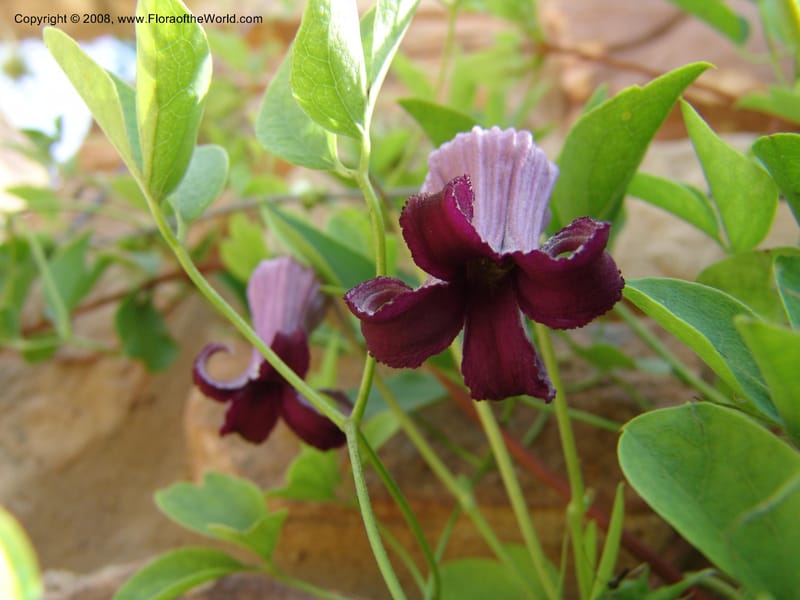 Clematis pitcheri--TX. Johnson Wildflower Center. 13 Jun 04. 003.jpg