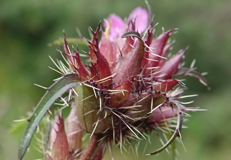 Acanthocalyx delavayi, C. Davidson 13737--China. Yunnan. Zhongdian Xian. 9 Aug 2017. DSC03874 (151).JPG