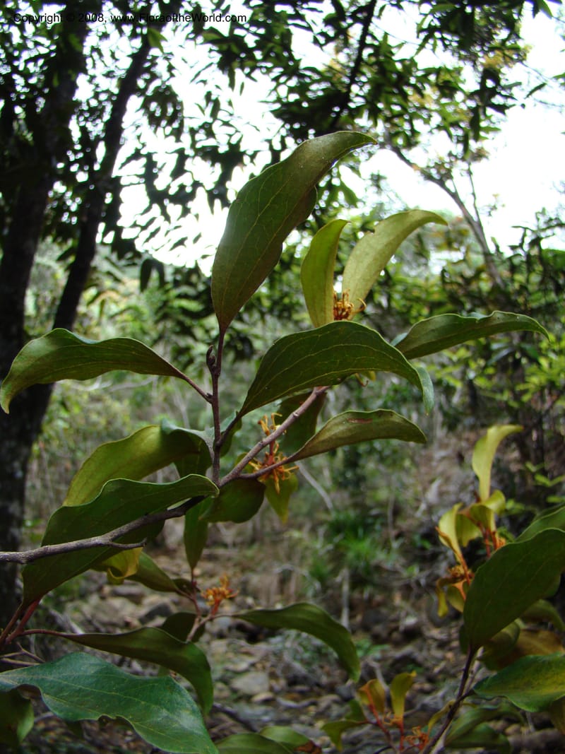 Stenocarpus, JMunzinger4682--N.Caled. RT 1, Avangui For., Hervrouet Cr. 12 Nov 07. 044.jpg