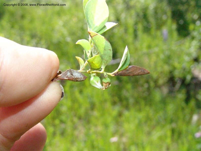 Gaultheria humifusa, CDavidson10954--ID. Valley Co. Warren Wagon Rd  jct with Bear Pete Rd. 9 Jul 06. 057.jpg