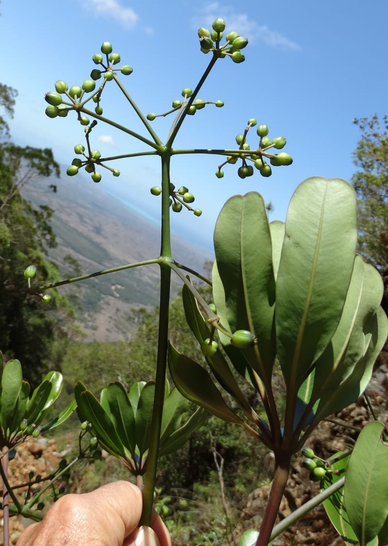 Plerandra polydactylis, Lowry, P 7420--New Caledonia. PinPin. 20 Nov 2015. DSC03938 (130).JPG