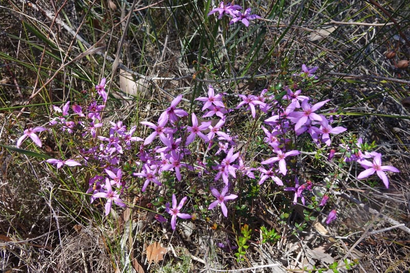 Tetratheca hirsuta subsp. viminea, Davidson, C 13375--Australia. W.A. Koondoola Bushland. 22 Oct 2016. DSC03457 (164).JPG