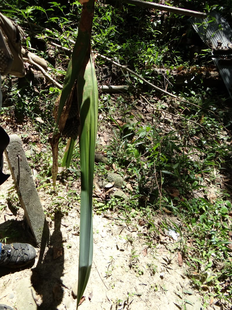 Pandanus unicornutus, Callmander 1050--Thailand. Ranong Prov. Klong Naka Wildlife Sanctuary. 14 Nov 2012. DSC09055 (248).JPG