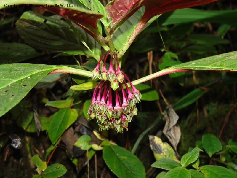 Columnea strigosa, Croat94640--Ecuador. Prov. Pichincha. Nono-Tandayapa. 14 Feb 05. 285.jpg
