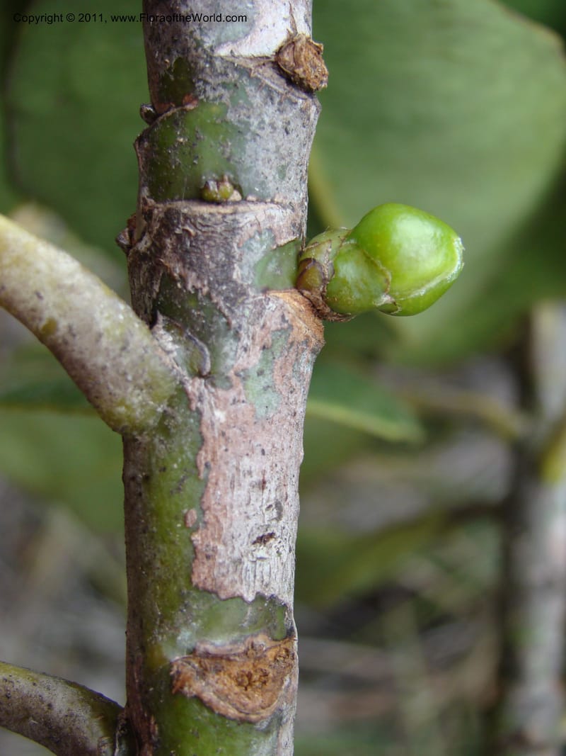 Strasburgeria robusta, Munzinger, J 4877--New Caledonia,  Dzumac, 20 Nov 2007, 28 (10).jpg